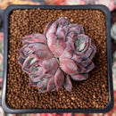 Echeveria 'Mata' 2" Succulent Plant