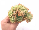Echeveria ‘Pastel’ Crested Cluster 5” Rare Succulent Plant