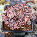Echeveria 'Florence' Crested 2"-3" Succulent Plant