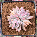 Pachyphytum sp. 2"-3" Cluster Succulent Plant