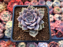 Echeveria 'Pastel Leon' 1"-2" Succulent Plant