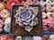 Echeveria 'Pastel Leon' 1"-2" Succulent Plant