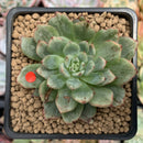 Echeveria Agavoides 'Miracle' Variegated 2" Succulent Plant