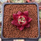 Echeveria Agavoides 'Magic Crown' 1" Succulent Plant