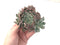 Pachyphytum sp. Cluster 5" Succulent Plant