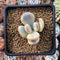 Cotyledon 'Orbiculata' 1"-2" Variegated Succulent Plant