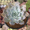 Echeveria 'White One' 3"-4" Succulent Plant