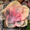 Echeveria 'Rainbow' Variegated 2" Succulent Plant