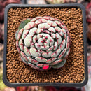 Echeveria 'Dark Minima' 1" Succulent Plant