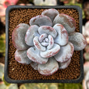 Echeveria 'Laui' 2" Powdery Succulent Plant