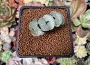 Haworthia Truncata 'White porcelain' 1"-2" Succulent Plant