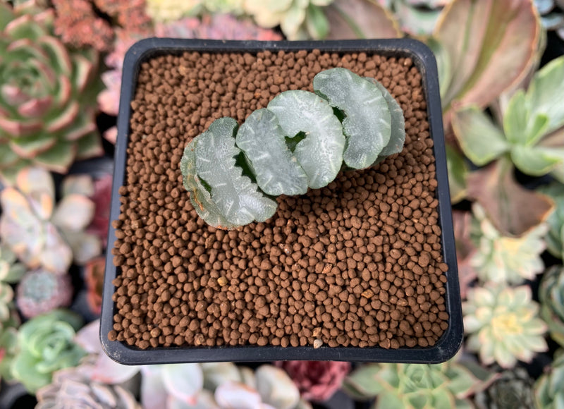 porcelain plant succulent Haworthia Truncata 'White porcelain' 1"-2" Succulent Plant – True Succulents  Plant Co