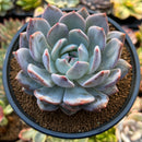 Echeveria 'Orange Monroe' 4" Powdery Succulent Plant