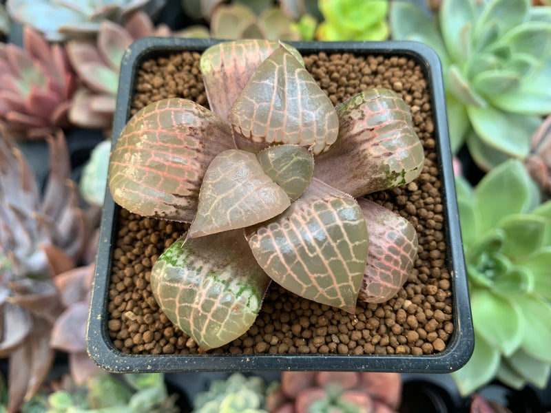 crystal succulent plant Haworthia Comptoniana 'Crystal' 2" Succulent Plant – True Succulents Plant  Co