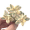 Graptoveria 'Titubans' Cluster Variegated 3" Succulent Plant