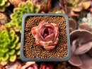 Echeveria 'Fushike' 1" Succulent Plant