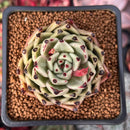 Echeveria Agavoides 'Black Cat' 2"-3" Succulent Plant