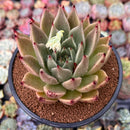 Echeveria Agavoides 'Ebony' sp. 4" Succulent Plant