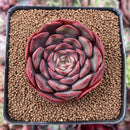 Echeveria 'Renoir' 2" Succulent Plant