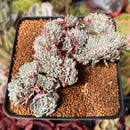 Echeveria 'Tuxpan' Crested 3" Succulent Plant