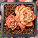 Echeveria Agavoides 'Spicy' 1" Cluster Succulent Plant
