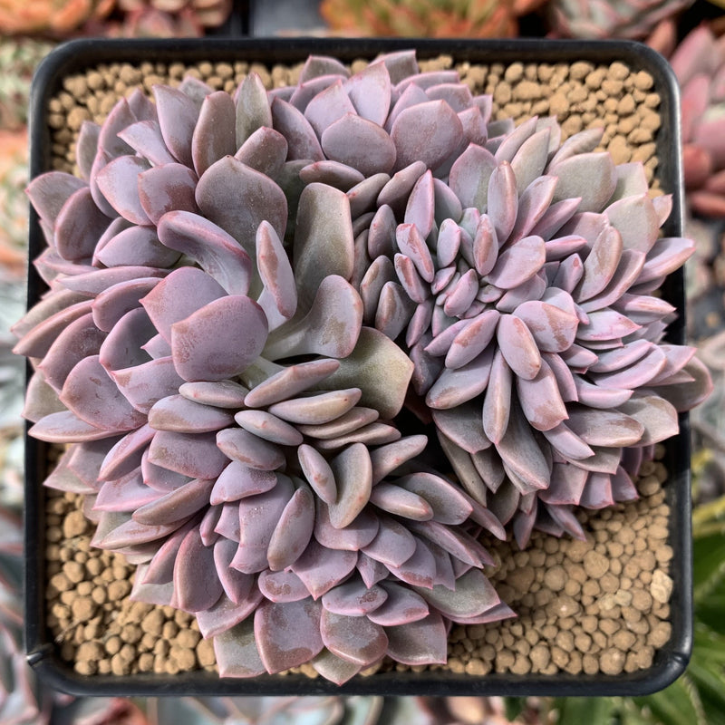 Graptoveria 'Debbie' Crested 5" Succulent Plant  True Succulents Plant Co.