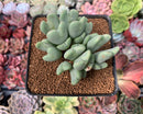 Conophytum 'Bilobum' Cluster 3" Succulent Plant