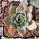Echeveria 'White Champaign' 3" Succulent Plant