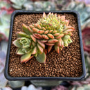 Echeveria 'Wine Peach' Crested 3" Succulent Plant