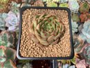 Echeveria 'Melanie' New Hybrid 2" Succulent Plant