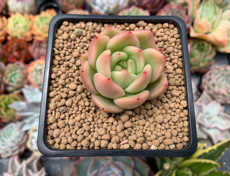 succulent sirens Echeveria 'Monroe Chanel' 1" Succulent Plant