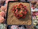 Echeveria Agavoides 'Prolifera' 3" Succulent Plant