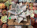 Echeveria 'Madiba' 3" Succulent Plant
