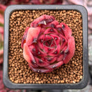 Echeveria Agavoides 'Fire Pillar' 1" Succulent Plant