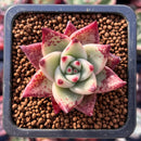 Echeveria Agavoides 'Soul' 1" Succulent Plant