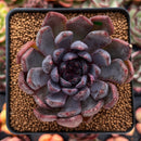 Echeveria 'Purple Zaragoza' 2" Succulent Plant
