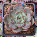Echeveria 'Monello' 2" New Hybrid Succulent Plant