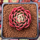 Echeveria Agavoides 'Red Witch' 1"-2" Succulent Plant