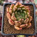 Echeveria Agavoides 'Sarabony' 2" Succulent Plant