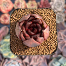 Echeveria Agavoides 'Adrian' 1" Succulent Plant
