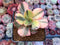 Echeveria 'Primadonna' Variegated 2"-3" Succulent Plant