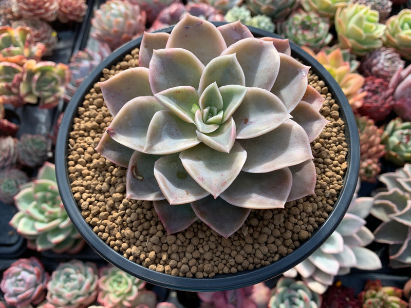trim succulent plants Graptoveria 'Harry Watson' 4" Cutting Succulent Plant – True Succulents Plant Co