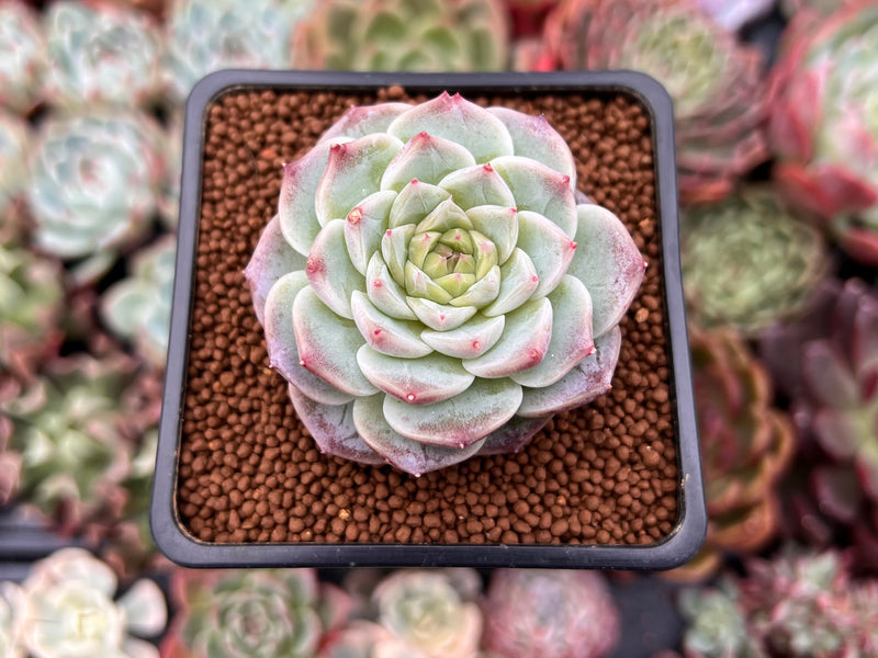 red hole succulent Echeveria 'Red Velvet' 1