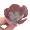 Echeveria Dream and Phantasm 3” Rare Succulent Plant