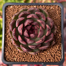 Echeveria 'Blasino' 2" Succulent Plant