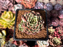 Echeveria Hybrid sp. 2" Succulent Plant