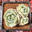 Echeveria sp. Cluster 1"-2" Succulent Plant