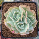 Echeveria 'Blade Runner' 3" Succulent Plant