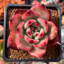 Echeveria Agavoides 'Amestro' 1" Succulent Plant