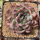 Echeveria Agavoides sp. 3" Succulent Plant